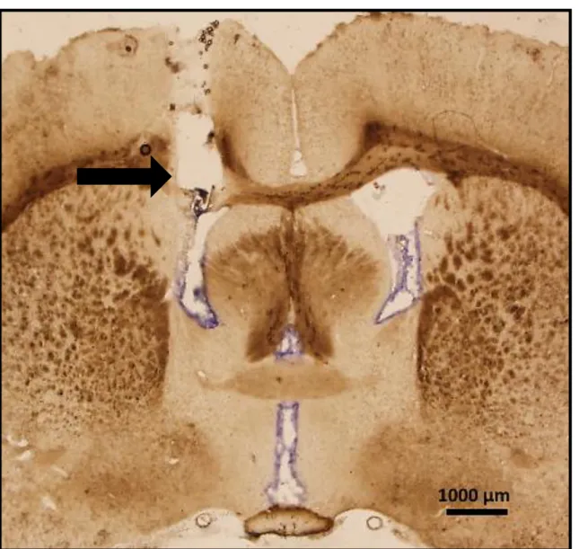 Figura 1. Fotomicrografia de um corte transversal do encéfalo de um animal representativo dos  grupos testados mostrando o sítio de injeção no VL (indicado pela seta)