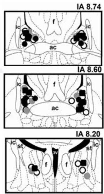 Figura 1 - Representação diagramática baseada no atlas cérebro de ratos de Paxinos e  Watson (1997) indicando os sítios de microinjecção no NLET de veículo (círculos cinza),  do antagonista seletivo de adrenoceptores  α 1  WB4101 (preto círculos) e do doad
