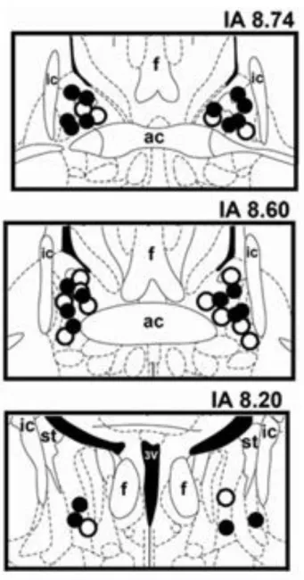 Figura 5 - Representação diagramática baseada no atlas cérebro de ratos de Paxinos e  Watson  (1997)  indicando  os  sítios  de  microinjecção  no  NLET  dos  grupos  WB+VEI  (círculos  brancos)  e  WB+NPLA  (círculos  negros)