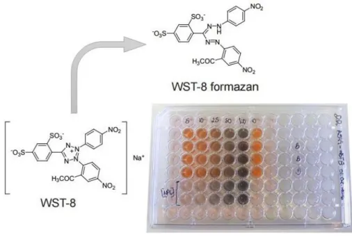 Fig. 4.  The WST-8 is a highly water-soluble tetrazolium salt that is reduced to an  orange-coloured formazan dye in viable cells