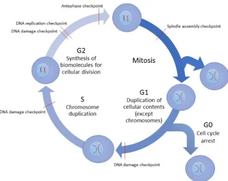 Fig. 5. Schematic representation of cell cycle and its checkpoints for DNA 