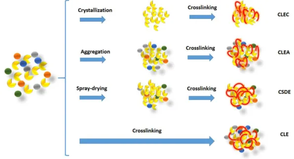Figure  2.2  summarizes  the  four  possible  crosslinking  techniques  of  enzymes discussed earlier