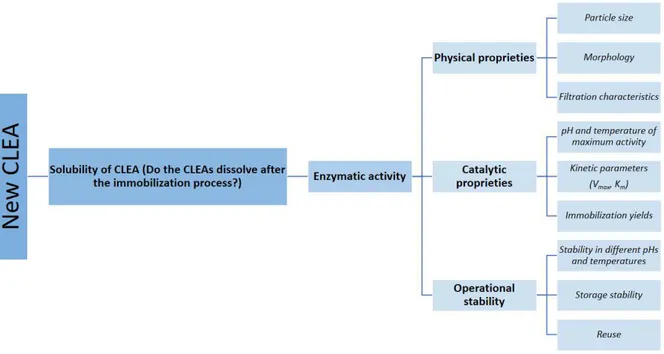 Figure 2.4  –  Protocol for the characterization of new CLEAs. 