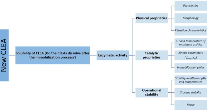 Figure 2.4  –  Protocol for the characterization of new CLEAs. 