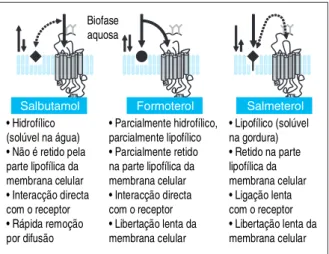 Figura 4. β 2 -agonistas (Anderson GP. Life Sci. 1993).