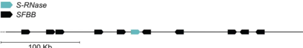 Figure   3.   Structure   of   the   S-­‐locus   of   Pyrinae.   In   Pyrinae,   S-­‐RNase-­‐based   GSI   is   controlled   by   a   single   multiallelic   S-­‐