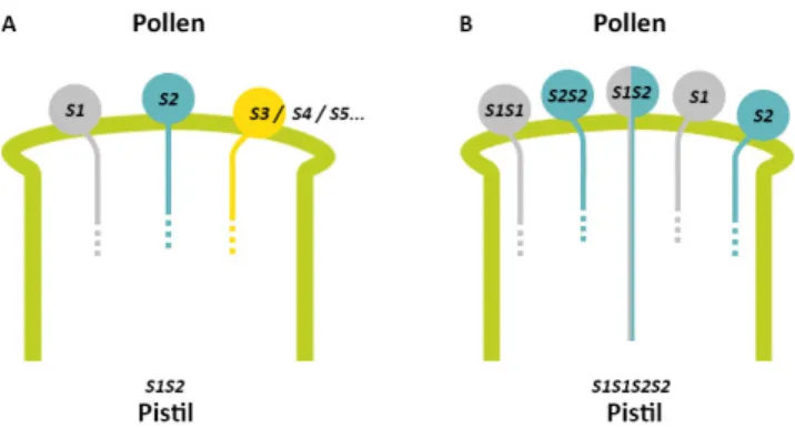 Figure   6.   Schematic   representation   of   competitive   interaction   and   its   use   in   establishing   the   function   of   pollen   S-­‐