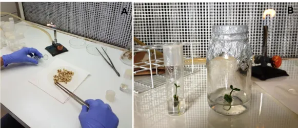FIGURA  3.  7  -  Demonstração  da  produção  de  plântulas  de  citros  in  vitro.  A)  inoculação das sementes em meio MS; B) transferência das plântulas com 60  dias de crescimento para frascos maiores