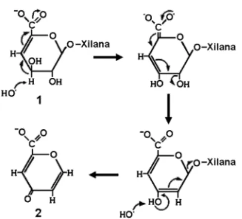 Figura 2. Mecanismo da degradação dos ácidos hexenurônicos sob condições  de polpação alcalina