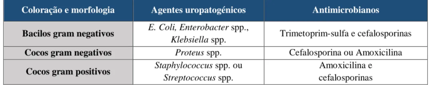 Tabela 7 - Seleção dos antibióticos com base nas características observadas no sedimento urinário (Fonte: 