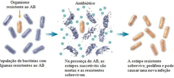 Figura 2 - Efeito da pressão seletiva do AB nas bactérias (Fonte: Adaptado de Mulvey &amp; Simor, 2009)