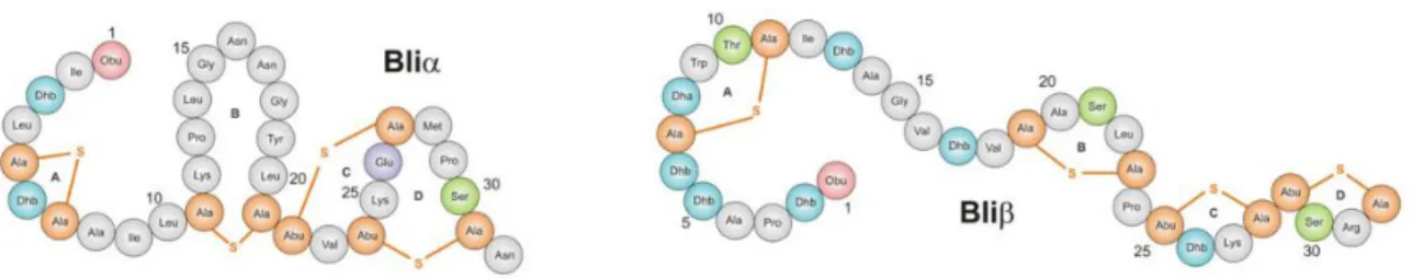 Fig. I.1 Structure of the lantibiotic lichenicidin which is composed of two peptides Bliα and  Bliβ [32]