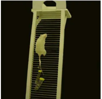 Figura 1. Rata com o aparelho de carga fixado à calda na escada de treinamento. 