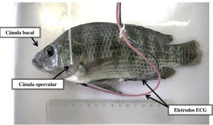 FIGURA 6. Localização dos eletrodos de ECG na posição ventral em Oreochromis  niloticus
