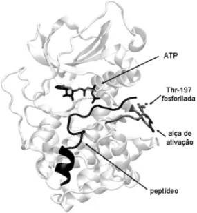 Figura 3. Cascata das MAP quinases na célula