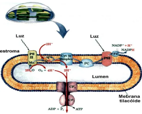 Figura 1: Esquema da fotossíntese  –  circuito dos prótons e dos elétrons nos tilacóides  (Nelson e Cox, 2002