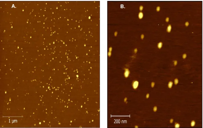 Figura 2: Imagem de Microscopia de Força Atômica (AFM) da nanopartícula de CuO com 10 x 10 µm de  área (A) e 1 x 1 µm de área (B)