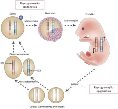 Figura 3 Algumas das alterações epigenéticas durante o desenvolvimento dos gâmetas e do embrião