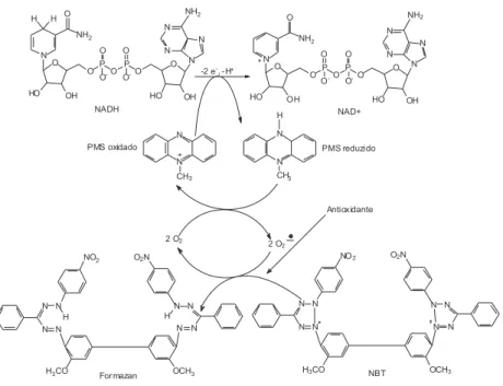 Figura 3. Representação esquemática da geração do ânion radical superóxido e ação de um antioxidante presente no meio