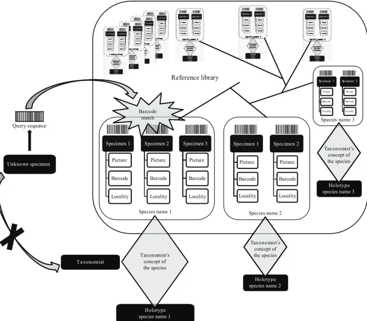 Figure 1. Identi! cation pathway of the query sequence from an unknown specimen by comparison to DNA barcodes present  in  the  reference  library