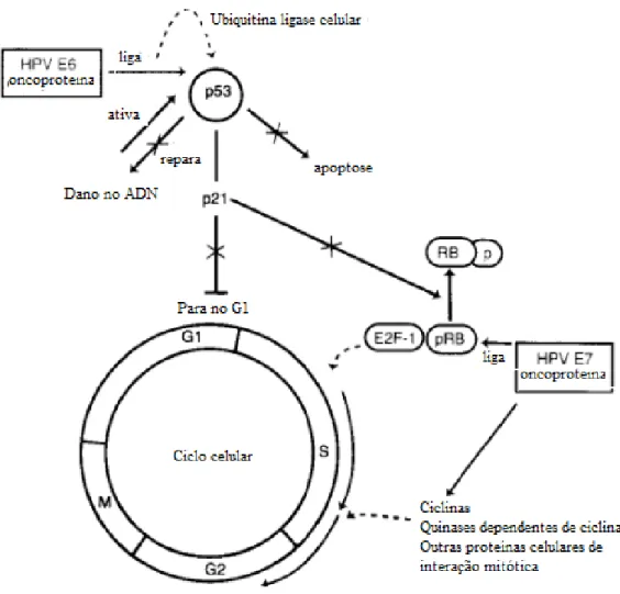 Figura  4  -  Ação  das  oncoproteínas  E6  e  E7  e  relação  com  o  ciclo  celular