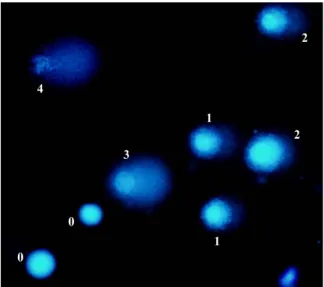 Fig. 1 Fluorescent micrograph of comet assay from lympho- lympho-cytes stained with ethidium bromide showing the different classes (0 – 4) of DNA damage