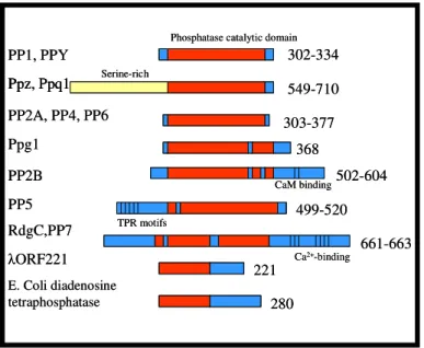 Figure I.3: Domain organization of PPP family members. The numbers of amino acids in each are  indicated on the right