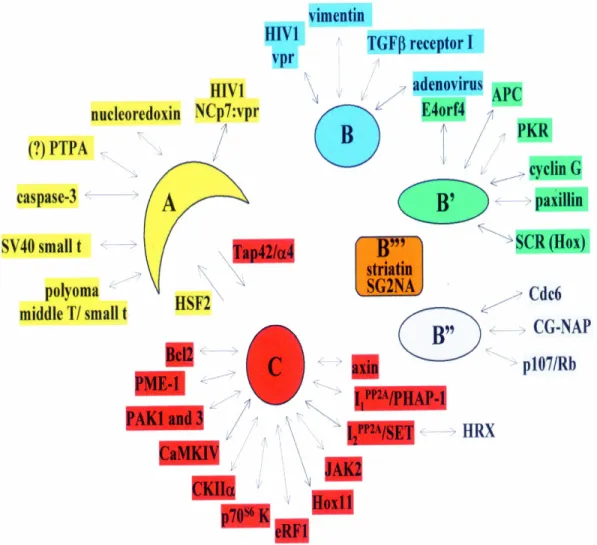 Figure I.6: PP2A interacts with a variety of proteins  (Janssens and Goris, 2001) . 