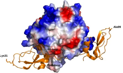 Figure  8  –  Boophilin  in  complex  with  thrombin  (PDB:  2ODY).  Thrombin  is  represented  by  its  electrostatic surface potential while boophilin is shown as an orange ribbon