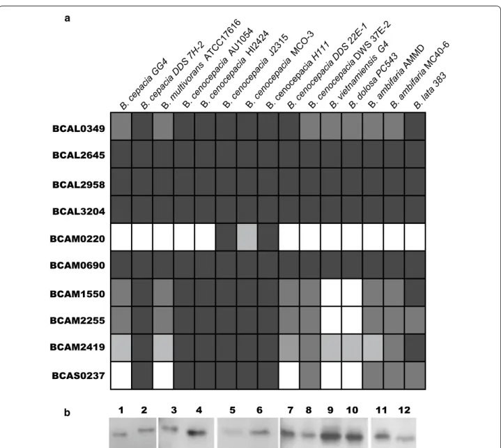 Fig.  1b). The use of the CLUSTAL Omega bioinformat- bioinformat-ics tool revealed an amino acid identity of BCAL2958 