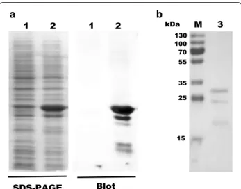 Fig. 4  The OmpA‑like BCAL2958 protein is immunoreactive with sera  from CF patients infected with Bcc