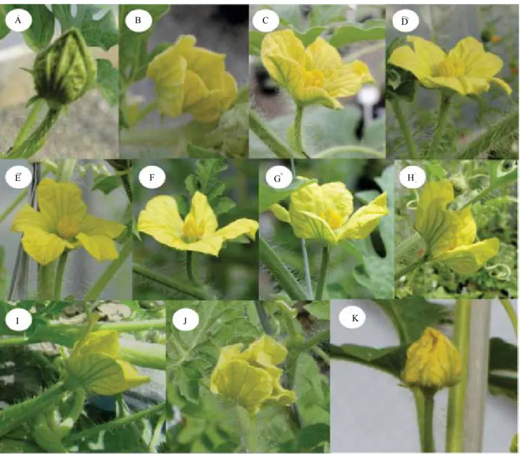 Figure 3. Corolla movements during the anthesis of staminate flowers (♂) in mini watermelon (Citrullus lanatus) varieties  under protected cultivation: A, floral bud in pre‑anthesis; B, beginning of anthesis at 5:20 a.m.; C, flower at 6:00 a.m.; D,  flower