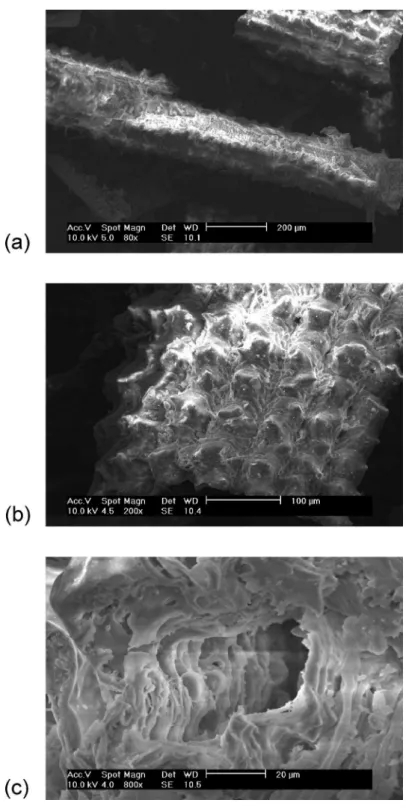 Figura 3S. Micrografias (MEV) de amostras de CCA com diferentes aumentos: (a) 80×, (b) 200×, (c) 800×