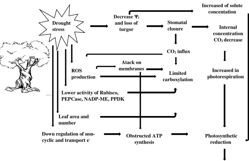 Figure 1 - Scheme of possible mechanisms in which photosynthesis is reduced under stress (Adapted from: 