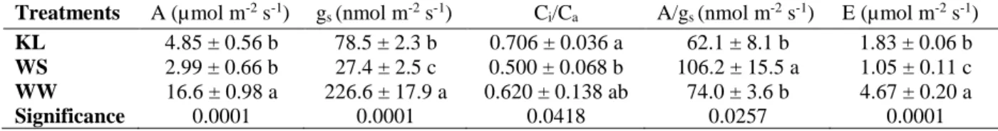 Table 4 - Leaf net CO 2  assimilation rate (A), stomatal conductance (g s ), ratio of intercellular to atmosferic CO 2