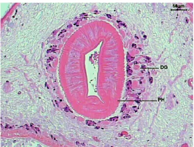 Figure 7. Transversal section of the pharynx (PH) and digestive glands (DG) of  Sticholecitha serpentis