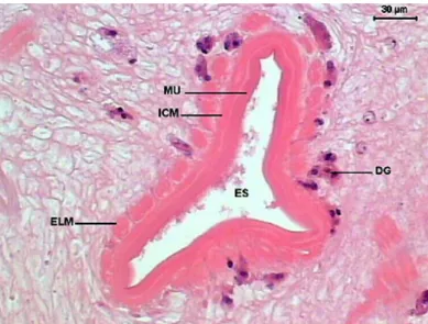 Figure 8. Transversal section of the initial portion of Sticholecitha serpentis  esophagus