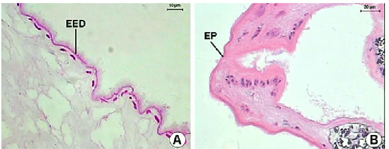 Figure 12. A-B) Longitudinal section of the excretory duct of Sticholecitha serpentis