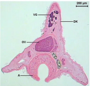 Figure 2. Transversal section of Sticholecitha serpentis. VG – viteline glands, DK –  dorsal keel, OV – ovary, A – acetabulum