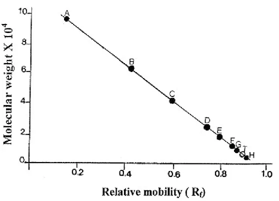 Figure 5: Calibration curve for the determination of the toxin molecular weight by  SDS-PAGE (6-16%)