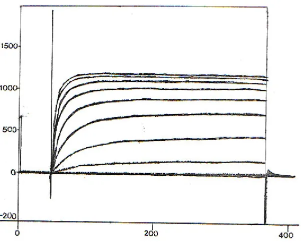 Figure 6a: Control oocytes before the addition of Palamneus gravimanus toxin at +10  mV (the maximum current is 1098 nA)