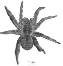 Figure 1. A female wolf spider Lycosa singoriensis. This hairy spider has a body length  from 28 to 40 mm