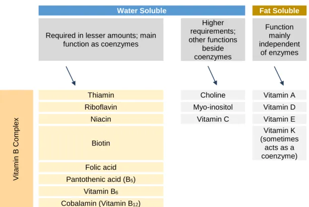 Table 2 – Vitamins’ categories