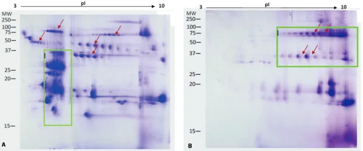 Figure 3. Two-dimensional gel electrophoresis images of 200 µg venoms subjected to IEF (pH 3-10) and  15% SDS-PAGE (m/v), followed by Coomassie staining: (A) Trimeresurus sumatranus, and (B) Tropidolaemus  wagleri  (cont.) .