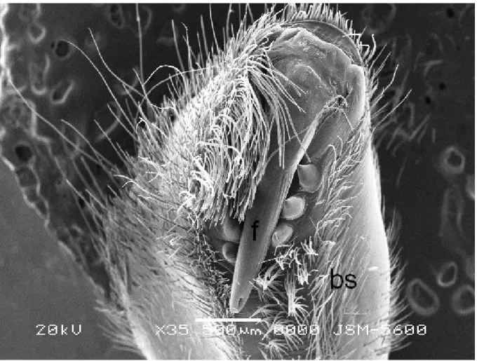 Figure 2. Chelicera of L. singoriensis, the fang (f) and basal segment (bs). The basal  segment is covered by dense hair