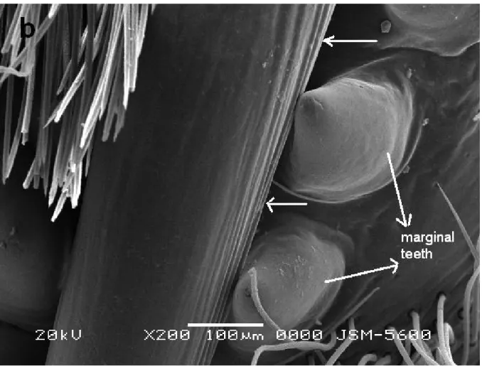 Figure 4. The fang, venom pore and marginal teeth (a); blade-like structures (arrows)  in higher magnification (b)