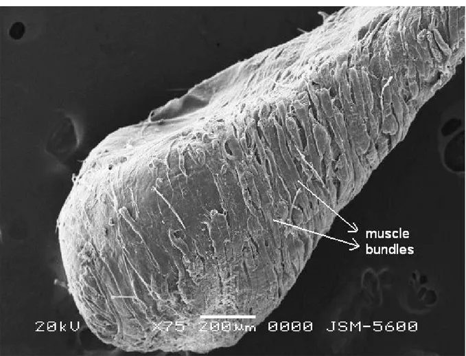 Figure 6. Muscle bundles that cover the venom gland at higher magnification.  