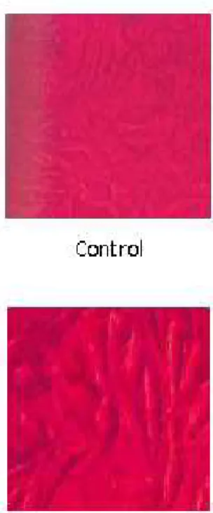 Figure  2.  Growth  inhibitory  activity  of  Kytococcus  sedentarius  bacterial  crude  extract  obtained  from  Arothron hispidus skin against two cell lines.