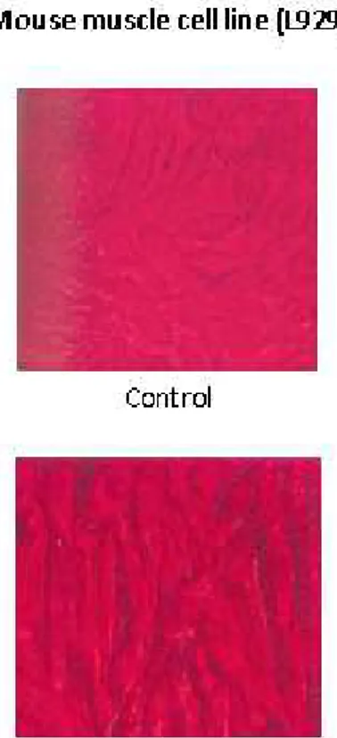 Figure 4. Growth inhibitory activity of Cellulomonas  fimi  bacterial  crude  extract  from  Arothron hispidus  intestine against two cell lines.