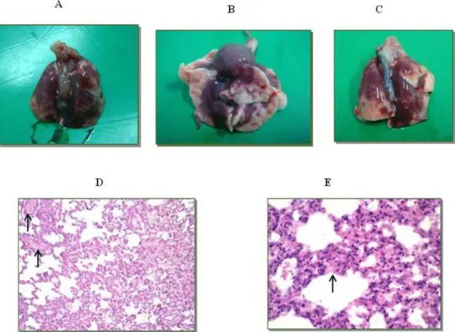 Figure 3. Lungs of the animals in groups B and C, which were subjected to  experimental envenomation using Tityus serrulatus venom; (A  to  C) extensive  hemorrhagic areas in the whole organs, and histological sections revealing (D)  capillary congestion (